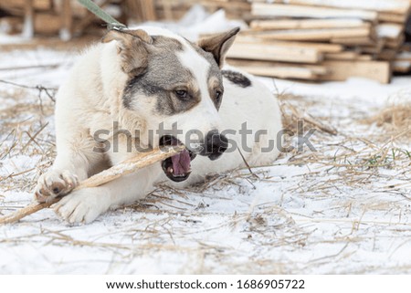 A large breedless dog lies on the grass with the first snow and gnaws a stick.