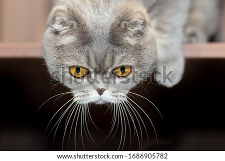 The grey Scottish Fold cat hung his head and looked down.