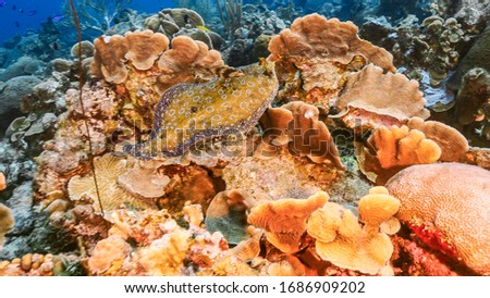 Peacock Flounder swim in turquoise water of coral reef - Caribbean Sea / Curacao