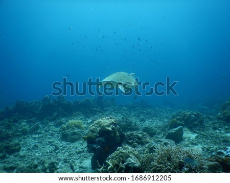 This is one of my favorite pictures of Palawan. Another captured sea turtle during my diving lessons.