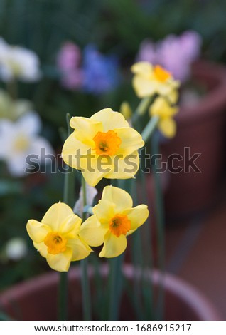 Bouquet of Narcissus, blooming spring bulb plant, evening light