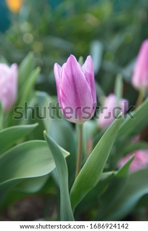 Exotic lilac Tulips "Longstemmed Flamed Purple - White"