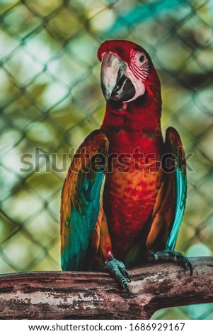 Colorful Scarlet macaw (Ara macao) posing for a photograph on the background of a colorful forest and cage.