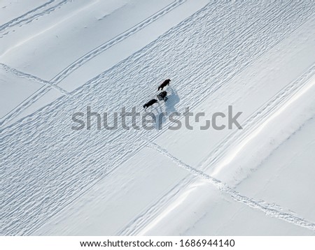 Horses trotter breed in motion on hippodrome in winter. Aerial view