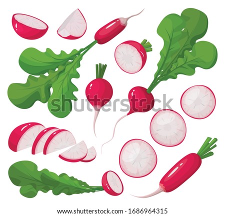 Red radish vector cartoon set icon. Vector illustration vegetable on white background. Isolated cartoon set icon red radish. Royalty-Free Stock Photo #1686964315