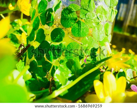 Three leaf clover on glass