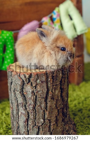 Close-up ?ster redhead furry bunny sitting on wooden stump . Happy Easter. Spring time. Farm lifestyle. little cute red animal