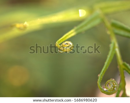 water drops on fern leaf ,dew on green grass, droplets on nature leaves with blurred pretty green background ,macro image ,soft selective focus ,free space for letter ,morning fresh ,spring time
