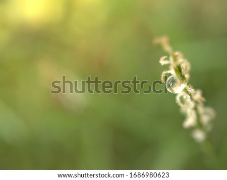 water drops with soft selective focus for pretty green background, rain drops ,morning dew fresh ,macro shot water droplets, spring time surface ,rain natural for wallpaper ,free space for letter 