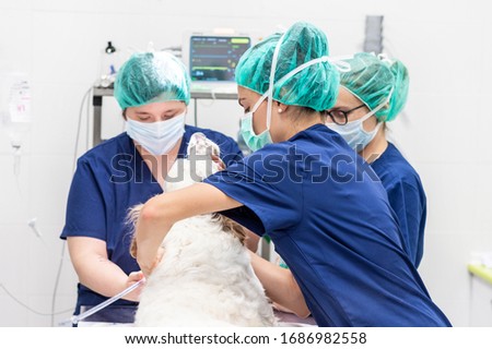 Young female veterinarian team, preparing a dog at operating room for surgery. Animals healthcare concept .