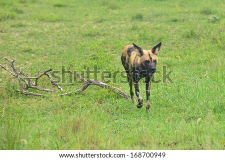Hyena walking in veld during hunt for impala