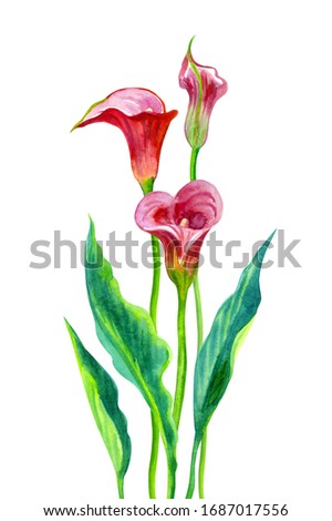 Red calla (Zantedeschia) with leaves, watercolor painting on a white background, isolated.