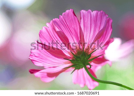 Under view fresh pink cosmos flowers or mexican aster blooming with reflection from the sun in garden