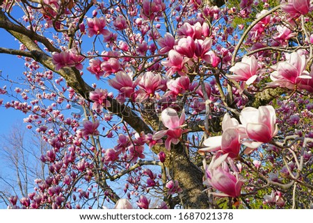 Pink flowers of a magnolia tree in spring