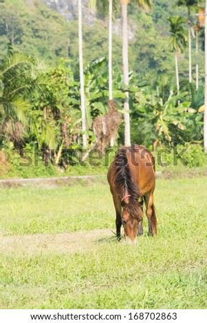 brown horse eating grass on grass field