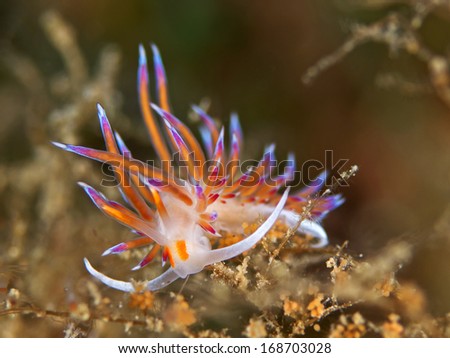 Sea slug, Blau weiss rote Fadenschnecke (Cratena peregrina)