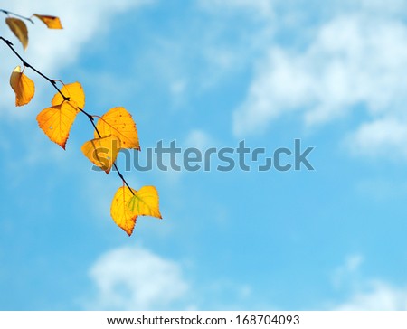 birch branch with yellow leaves against the sky
