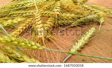 Ripe fruit of Wheat or Triticum crop. Buds of wheat plant with few seeds. Picture taken at Chhilawali near Jaipur.
