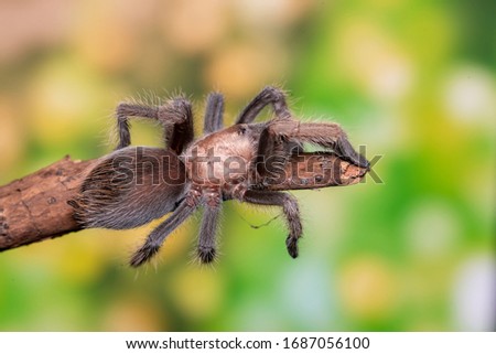 Spider Tarantula brachypelma smithi on nature background/Selected focus

