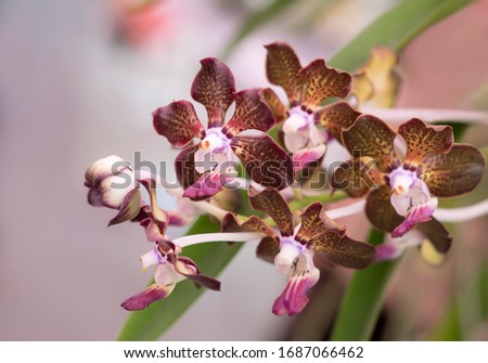 Close-up of Vanda bensonii Batem orchid bouquet.The orchids are petals with striped brown and pink, air roots and fragrant.