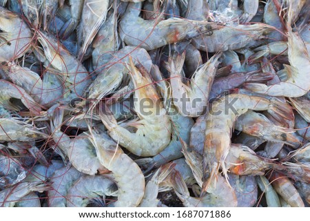 Whiteleg shrimp, pacific white shrimp