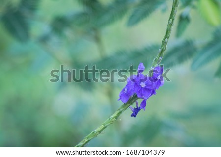 Stachytarpheta jamaicensis plant growing in the wild