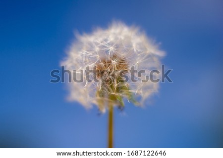 Macro picture of dandelion with the sky as a background