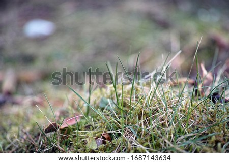 Spring photo with grass, green moss and old autumn leaves.
                              