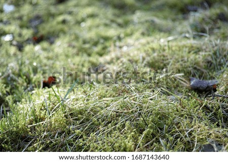 Spring photo with grass, green moss and old autumn leaves.
                              