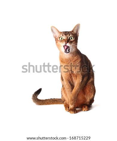 Abyssinian cat licks itself tongue. Funny short