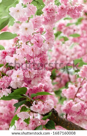 Background from pink sakura flowers in bloom on a tree in the sunlight. close-up, selective focus, blur. Copy space.