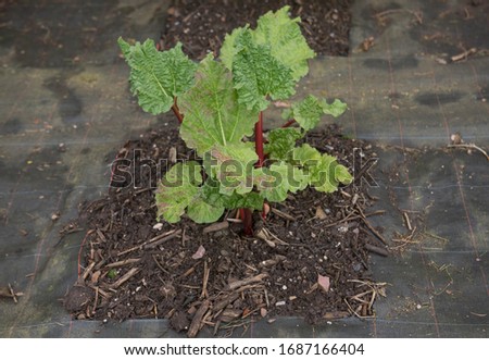Home Grown Organic Spring Rhubarb Plant (Rheum x hybridum 'Timperley Early') Surrounded by Weed Suppressant Fabric in a Vegetable Garden in Rural Devon, England, UK Royalty-Free Stock Photo #1687166404