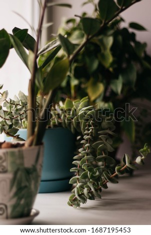 Potted plants on the window, white mug of tea