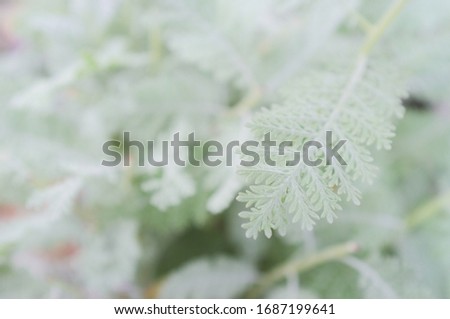 Dusty miller leaves close up