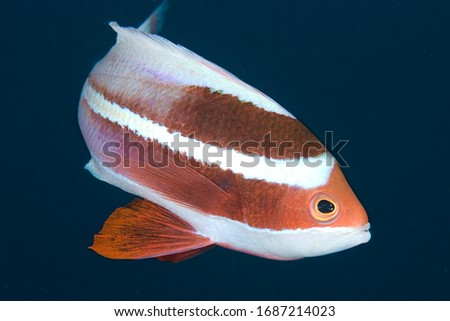 Portrait of wild Red Sea fairy basslet (Pseudanthias taeniatus)