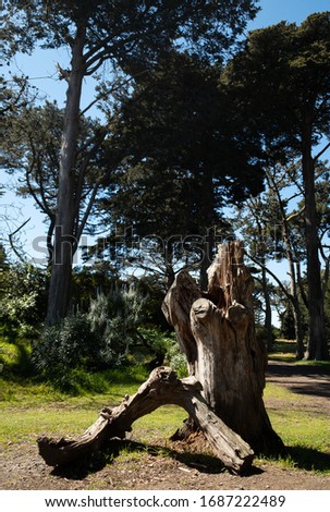 Picture of the nature in Golden Gate park