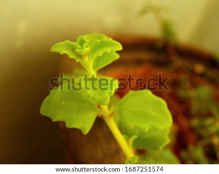 Macro of green creeper plant called Baby Tear
