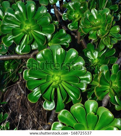 Group of green rosettes with large leaves of aeonium undulatum, wild plant endemic of Canary islands