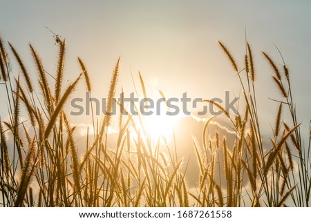Grasses with sunset in background. Grasses and golden sunset. Grasses with sunlight. Royalty-Free Stock Photo #1687261558