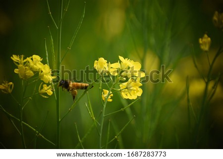closeup view of mustard yellow flowers blooming in field with a bee sucking honey from it