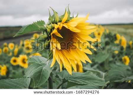 Yellow sunflower plant with green leaves in the field. Stock closeup photo