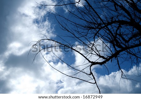 Tree branch silhouettes against the sky