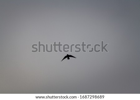 Black crow flying on dark grey sky in winter