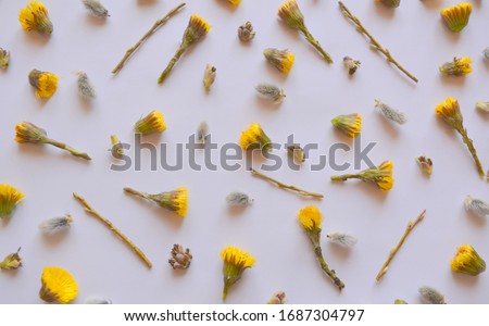 Pattern of yellow flowers of coltsfoot, willow and branches. Spring composition. Easter background.
