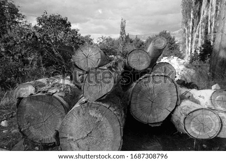 Cut trees. Black and white photo.