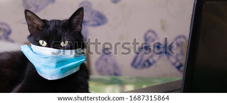 Fluffy black cat in a protective mask. The cat was protected from the virus by a mask and education and working online, makes shopping over the Internet 