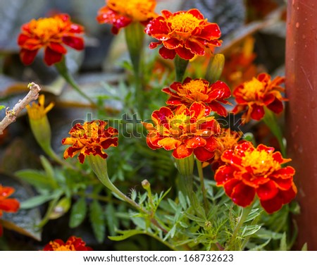 marigold flower background 