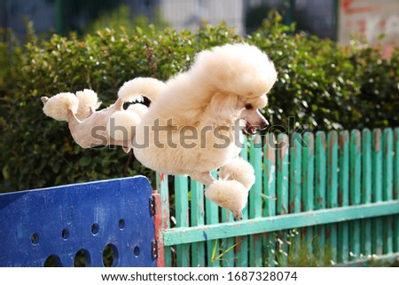Happy apricot dwarf poodle jumping over the fence Royalty-Free Stock Photo #1687328074