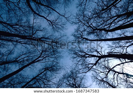 Night forest scene, Top view of trees during dark time