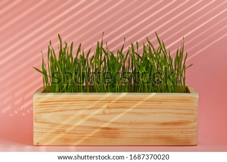A wooden light box with distinct lines stands on a pink background with slanting lines of light. Green grass grows in a box.